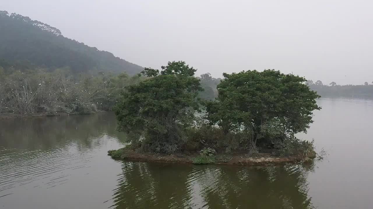 航拍肇庆鼎湖区湾区生态明珠肇庆沙浦镇《天湖鹭鸟生态邨》鸟岛视频素材