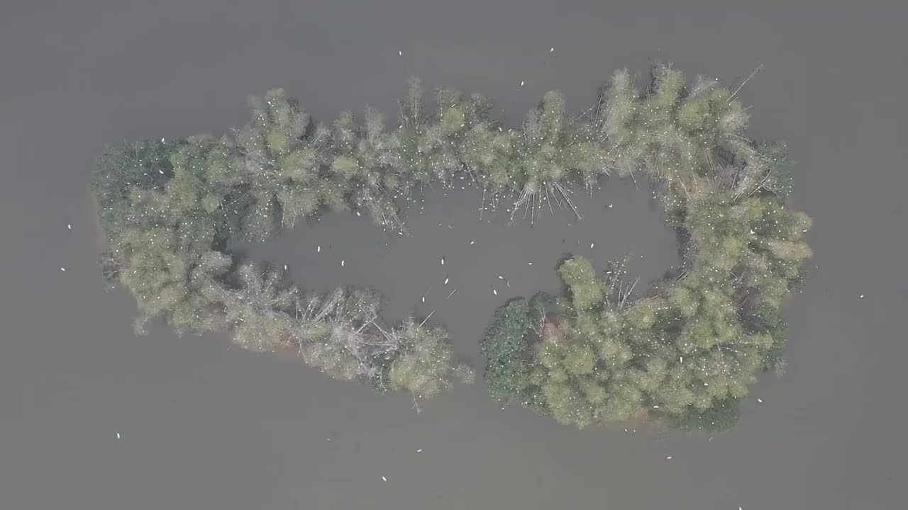 航拍肇庆鼎湖区湾区生态明珠肇庆沙浦镇《天湖鹭鸟生态邨》鸟岛视频素材