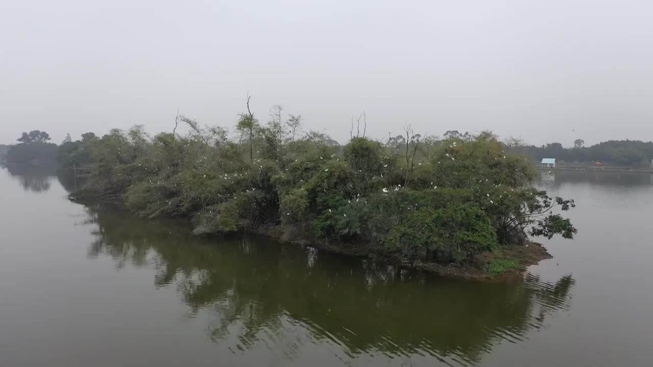 航拍肇庆鼎湖区湾区生态明珠肇庆沙浦镇《天湖鹭鸟生态邨》鸟岛视频素材