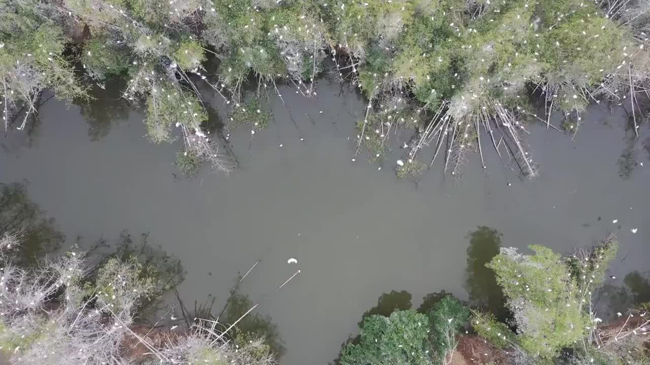 航拍肇庆鼎湖区湾区生态明珠肇庆沙浦镇《天湖鹭鸟生态邨》鸟岛视频素材