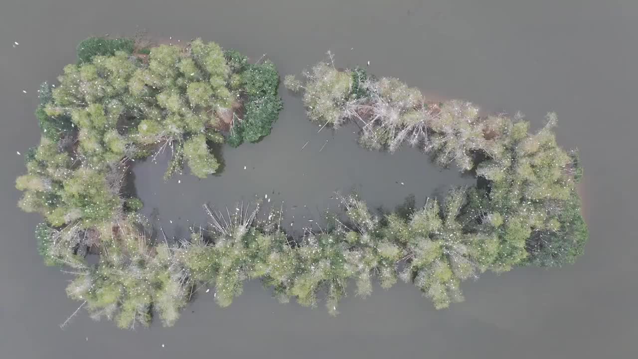 航拍肇庆鼎湖区湾区生态明珠肇庆沙浦镇《天湖鹭鸟生态邨》鸟岛视频素材