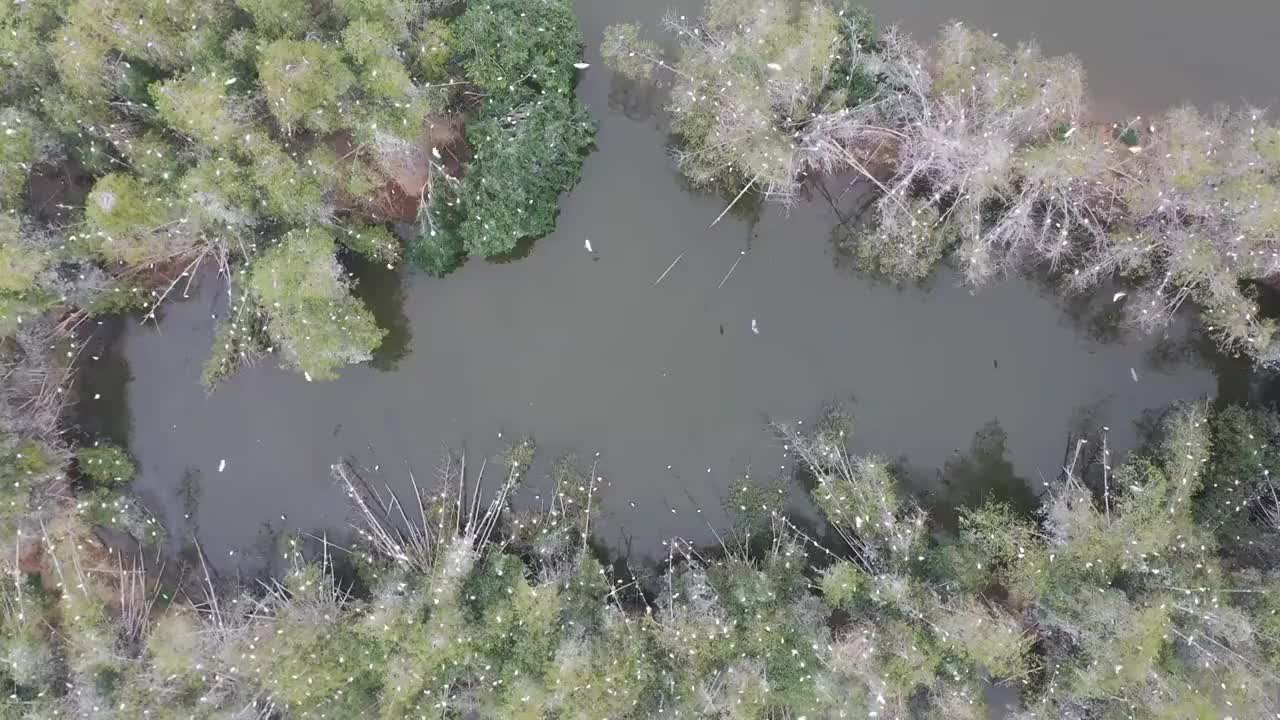 航拍肇庆鼎湖区湾区生态明珠肇庆沙浦镇《天湖鹭鸟生态邨》鸟岛视频素材