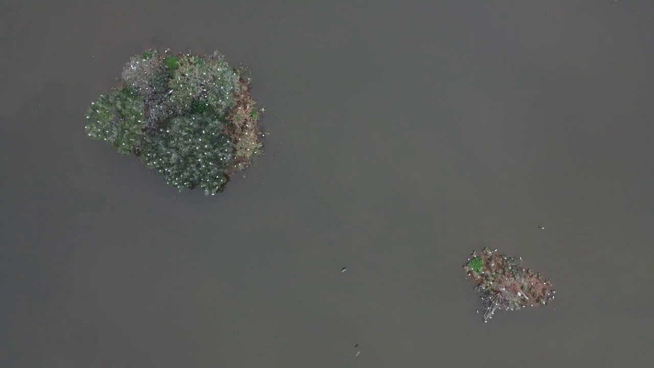 航拍肇庆鼎湖区湾区生态明珠肇庆沙浦镇《天湖鹭鸟生态邨》鸟岛视频素材