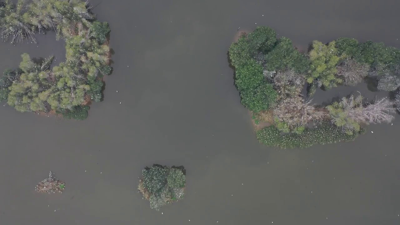 航拍肇庆鼎湖区湾区生态明珠肇庆沙浦镇《天湖鹭鸟生态邨》鸟岛视频素材