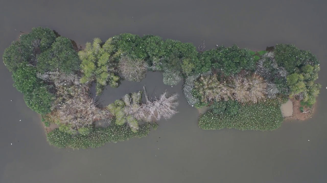 航拍肇庆鼎湖区湾区生态明珠肇庆沙浦镇《天湖鹭鸟生态邨》鸟岛视频素材