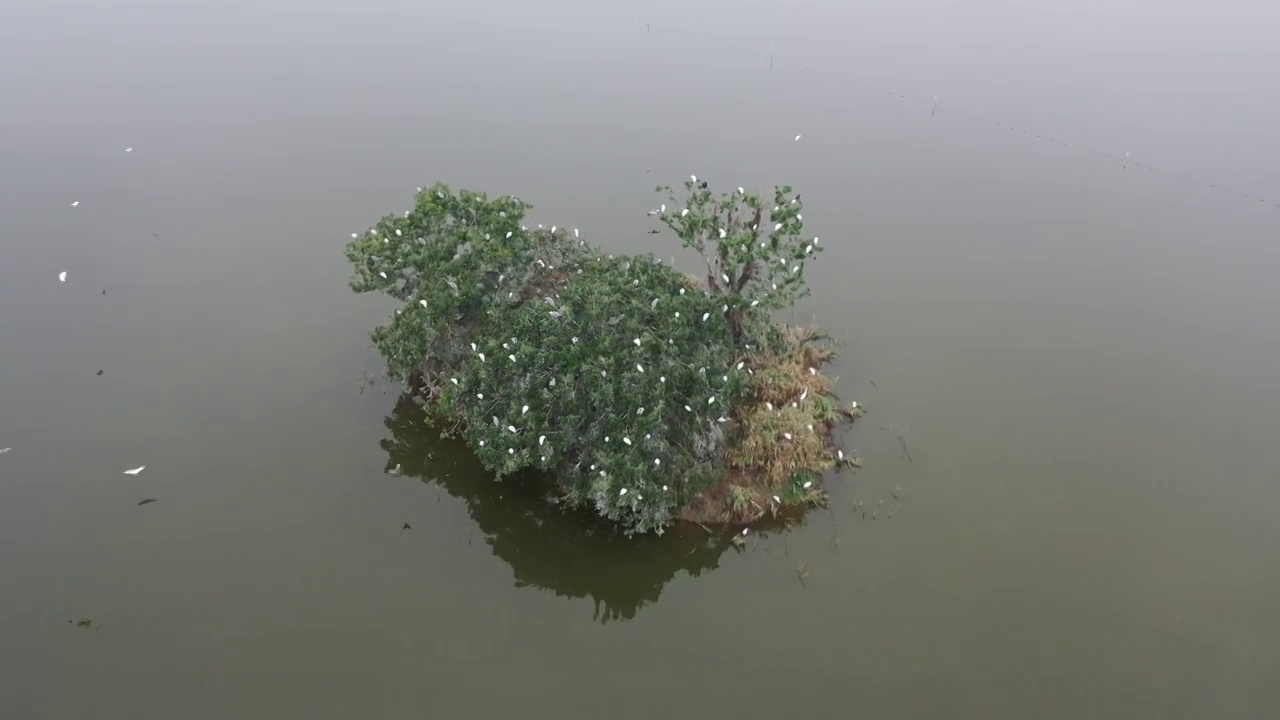 航拍肇庆鼎湖区湾区生态明珠肇庆沙浦镇《天湖鹭鸟生态邨》鸟岛视频素材