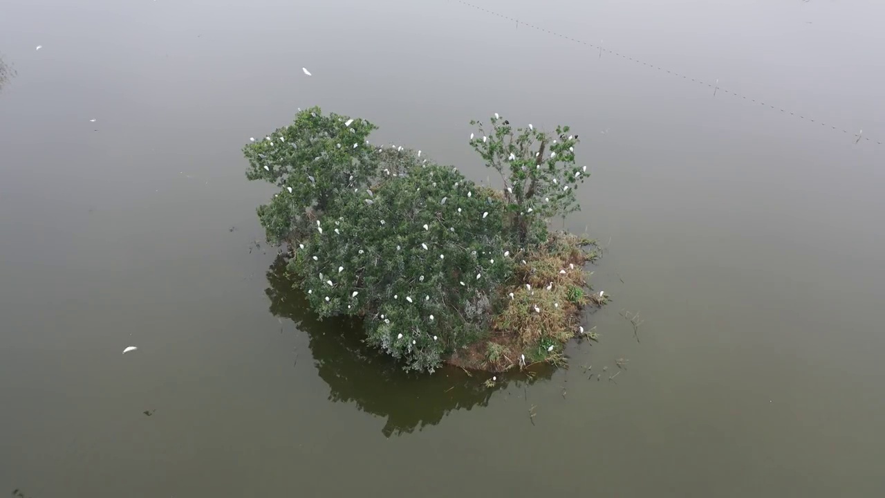 航拍肇庆鼎湖区湾区生态明珠肇庆沙浦镇《天湖鹭鸟生态邨》鸟岛视频素材