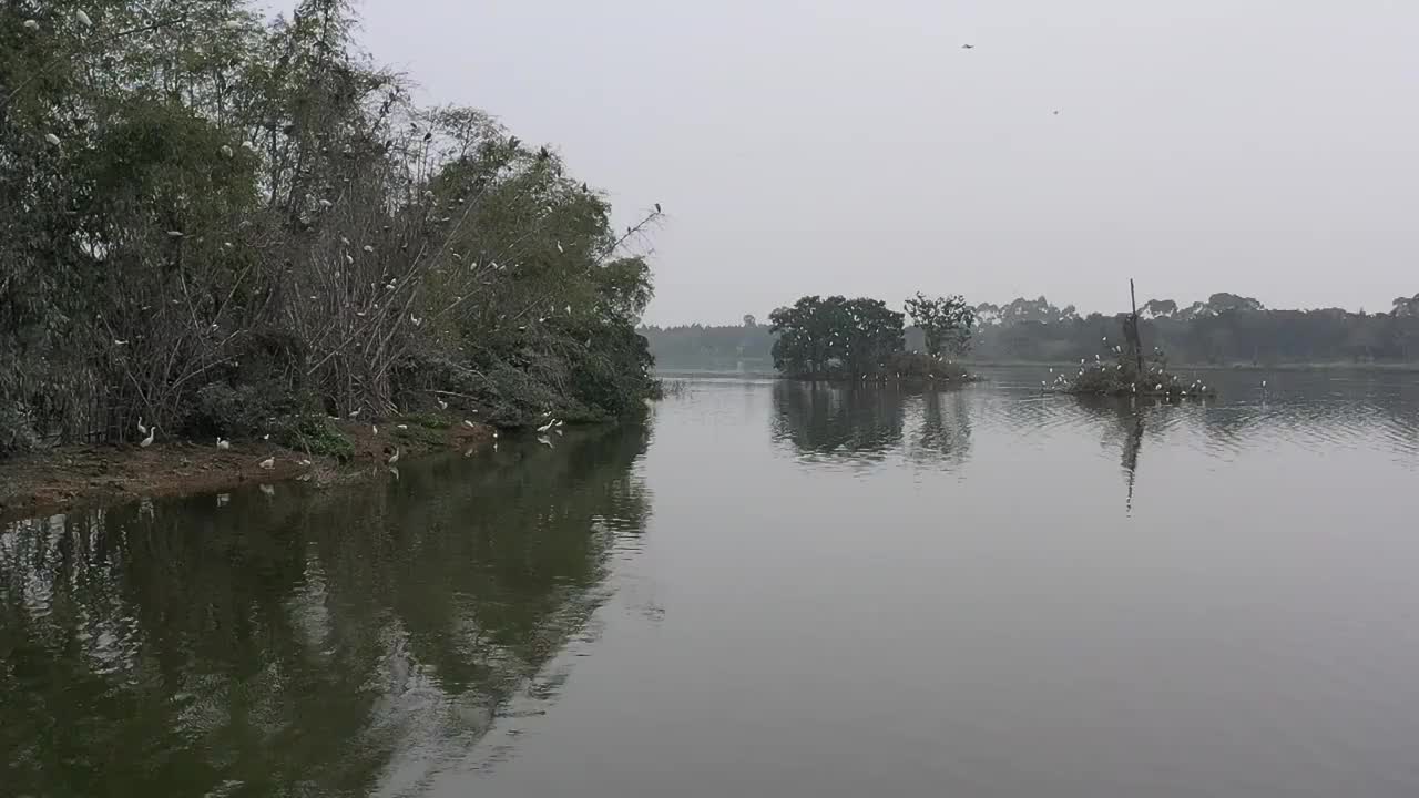 航拍肇庆鼎湖区湾区生态明珠肇庆沙浦镇《天湖鹭鸟生态邨》鸟岛视频素材