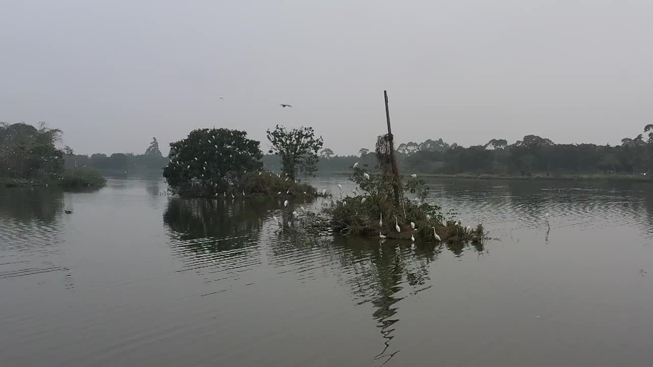 航拍肇庆鼎湖区湾区生态明珠肇庆沙浦镇《天湖鹭鸟生态邨》鸟岛视频素材