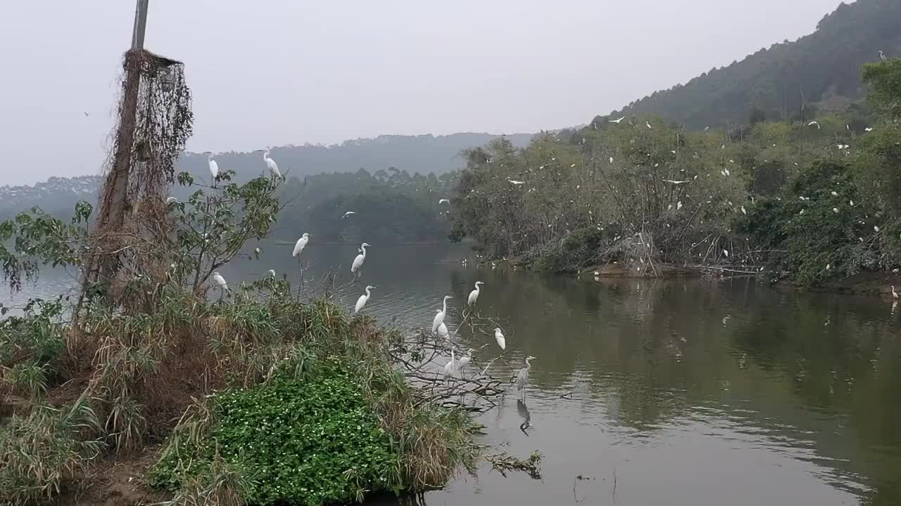 航拍肇庆鼎湖区湾区生态明珠肇庆沙浦镇《天湖鹭鸟生态邨》鸟岛视频素材