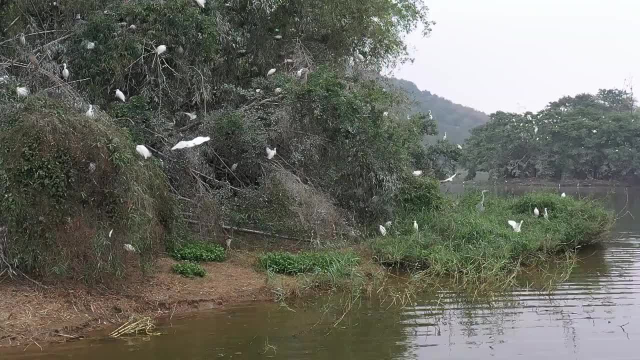 航拍肇庆鼎湖区湾区生态明珠肇庆沙浦镇《天湖鹭鸟生态邨》鸟岛视频素材