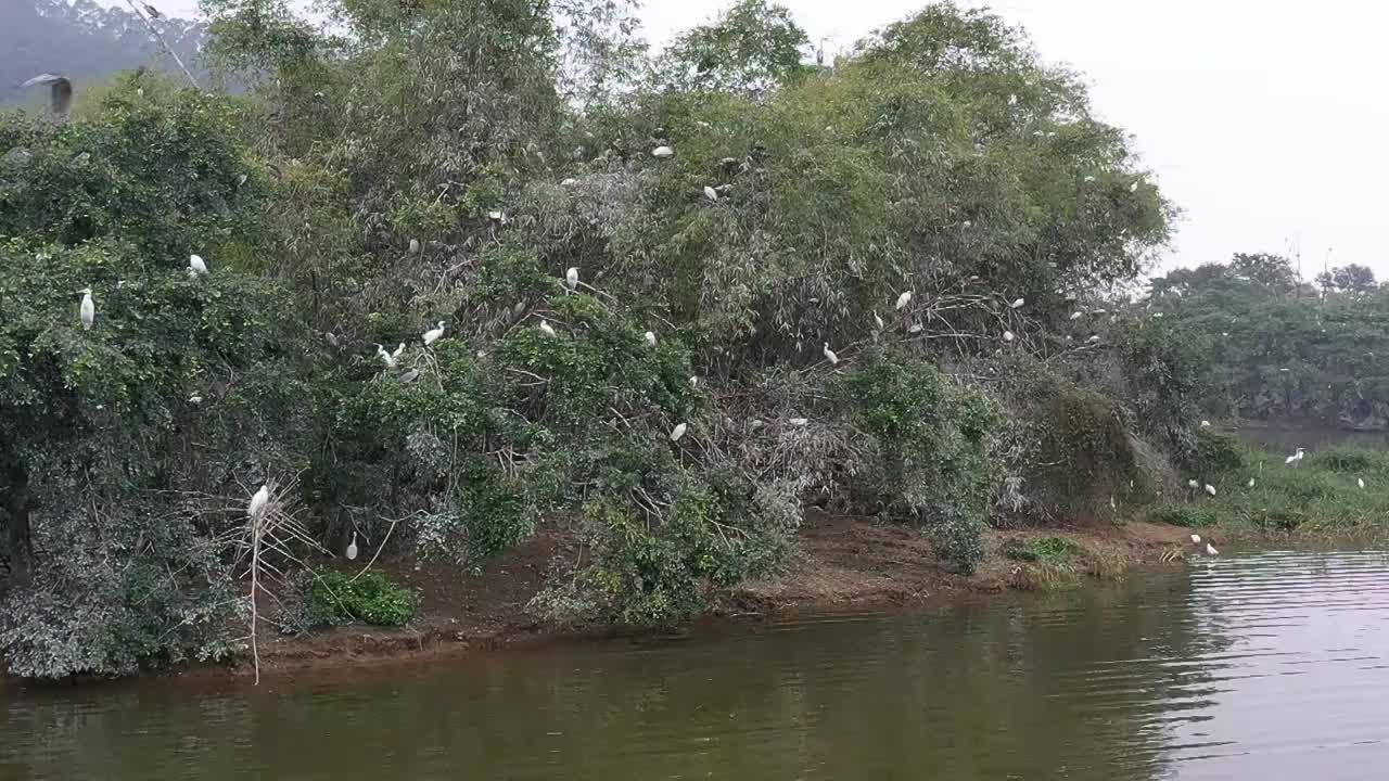 航拍肇庆鼎湖区湾区生态明珠肇庆沙浦镇《天湖鹭鸟生态邨》鸟岛视频素材