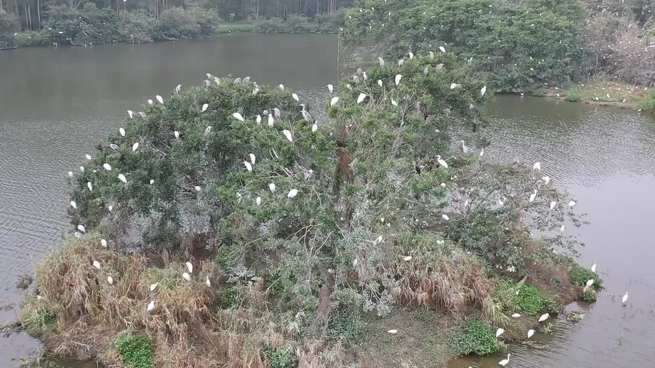 航拍肇庆鼎湖区湾区生态明珠肇庆沙浦镇《天湖鹭鸟生态邨》鸟岛视频素材