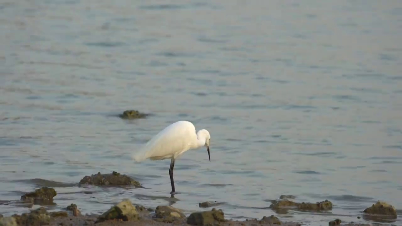 海边抓虾的白鹭视频素材