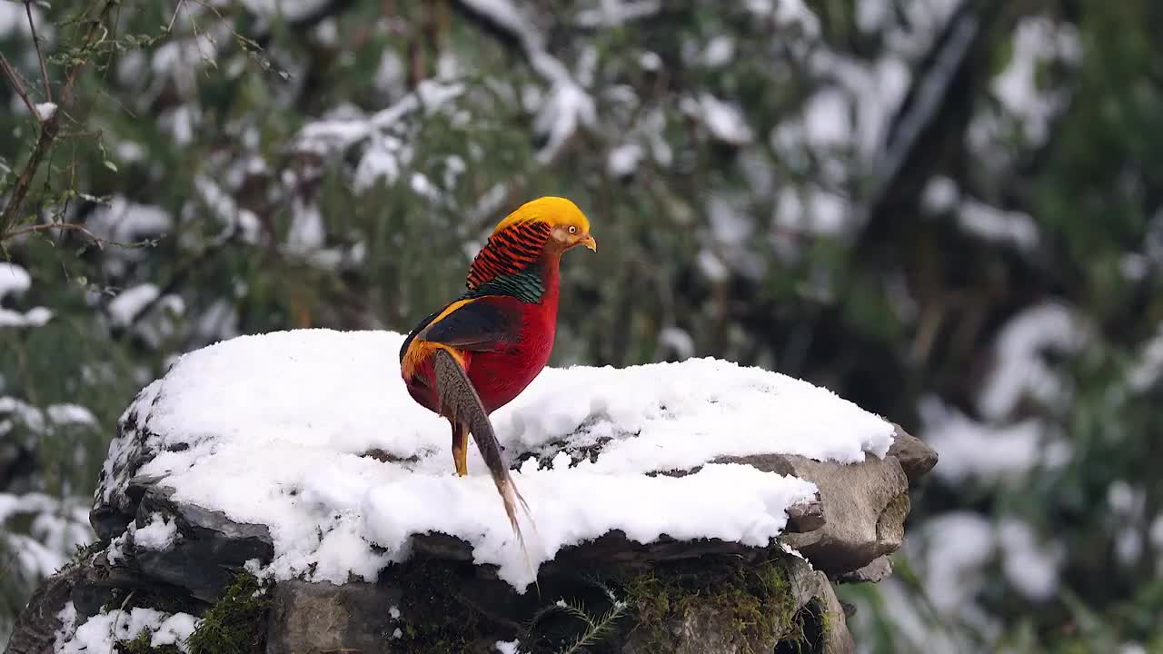 重庆南川:鸟中“凤凰”红腹锦鸡雪中现身觅食视频素材