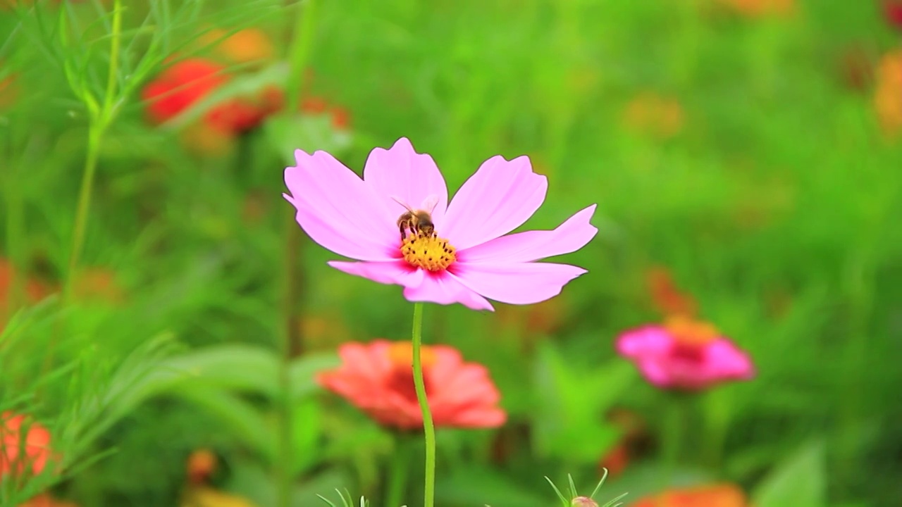 蜜蜂在花丛中采粉视频素材