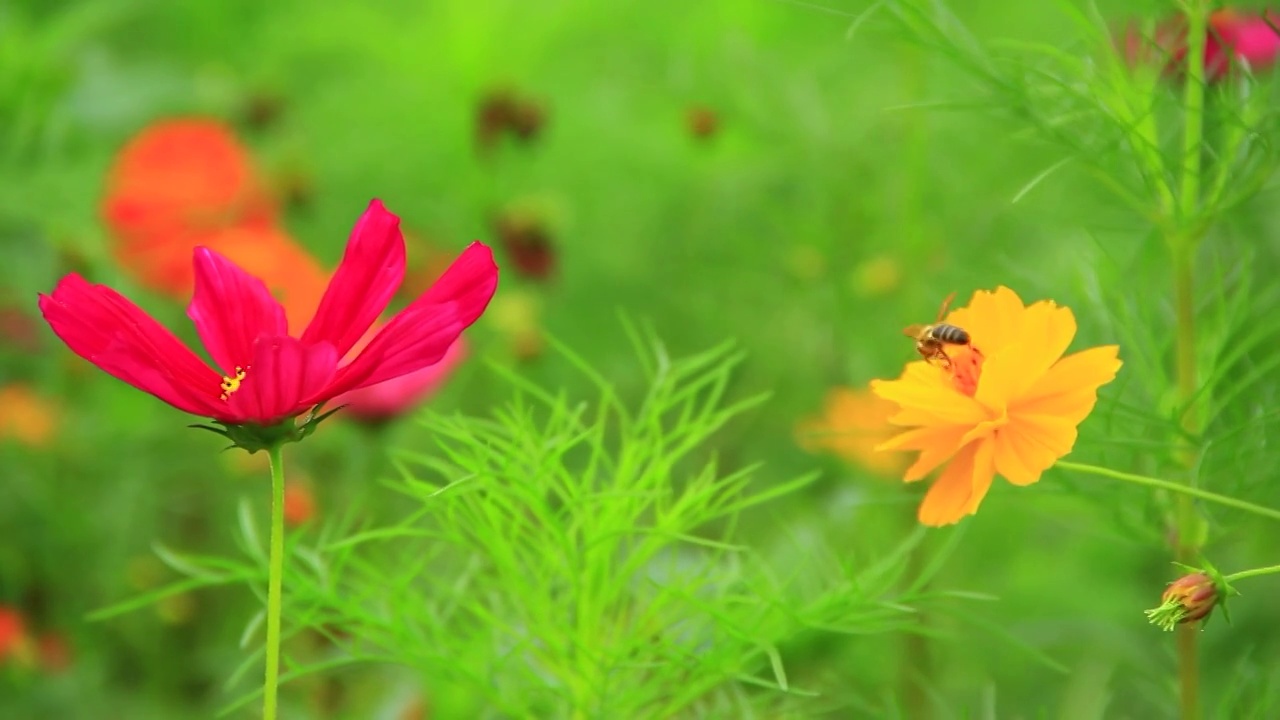 夏天鲜花盛开 蜜蜂采粉视频素材