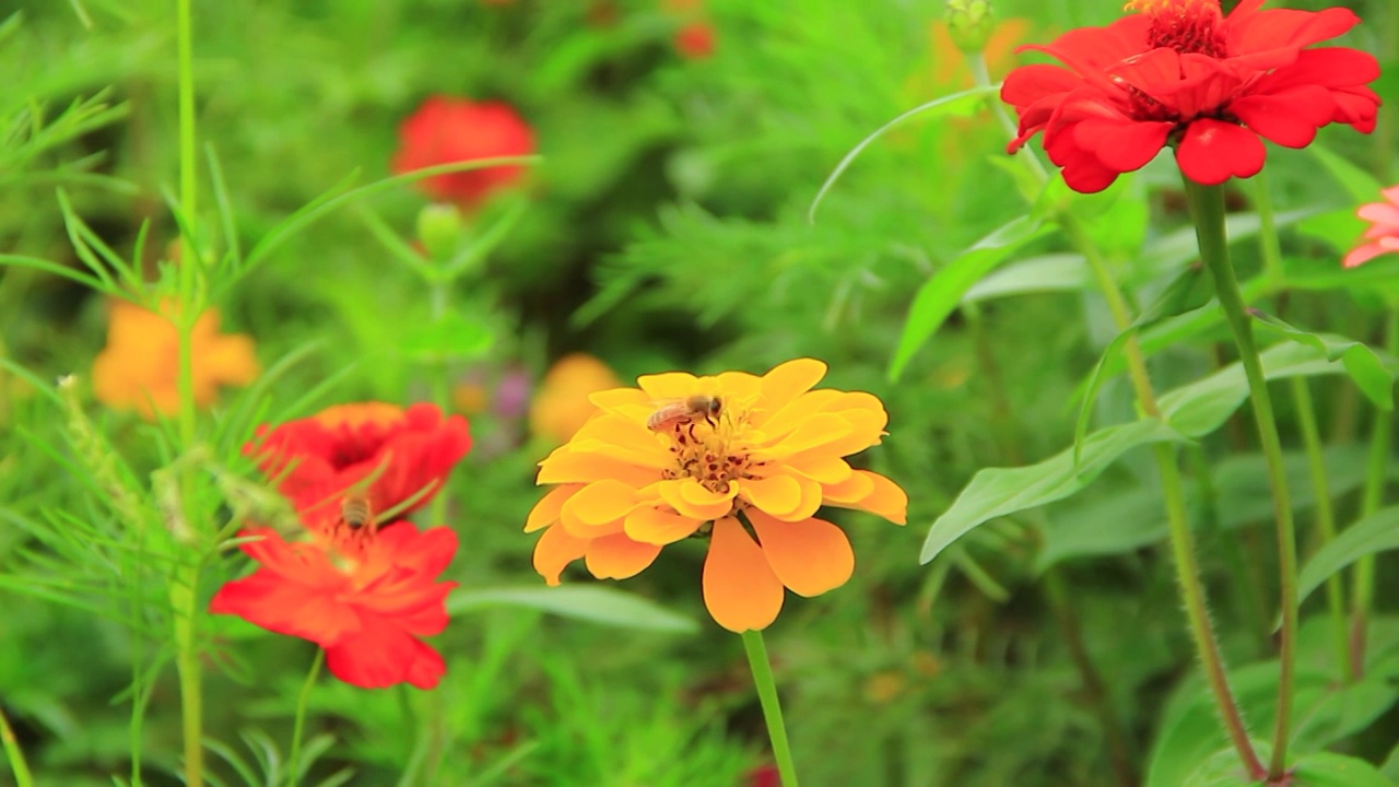 夏天蜜蜂在鲜花上采粉视频素材