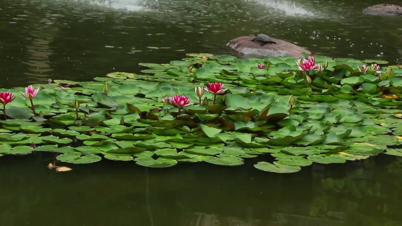 夏天的莲花池塘 四川成都温江区视频素材