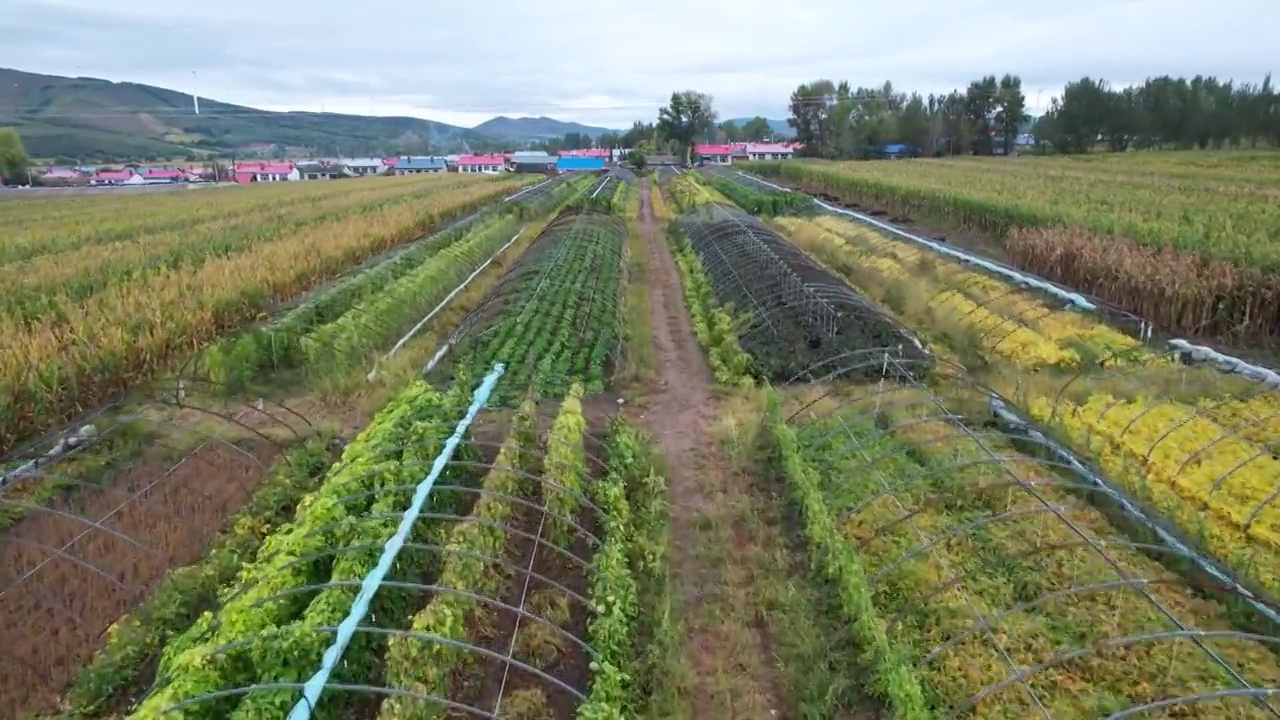 农田视频素材