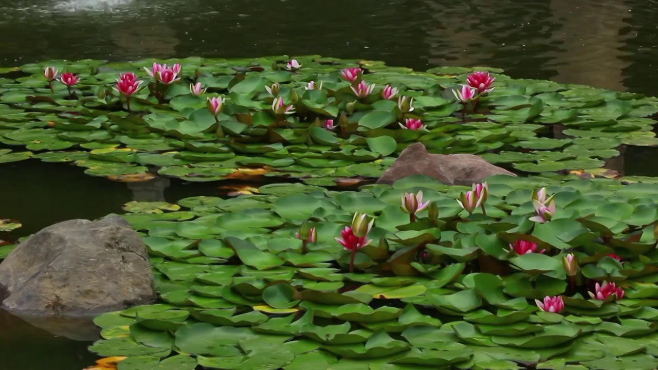 池中睡莲花开视频素材