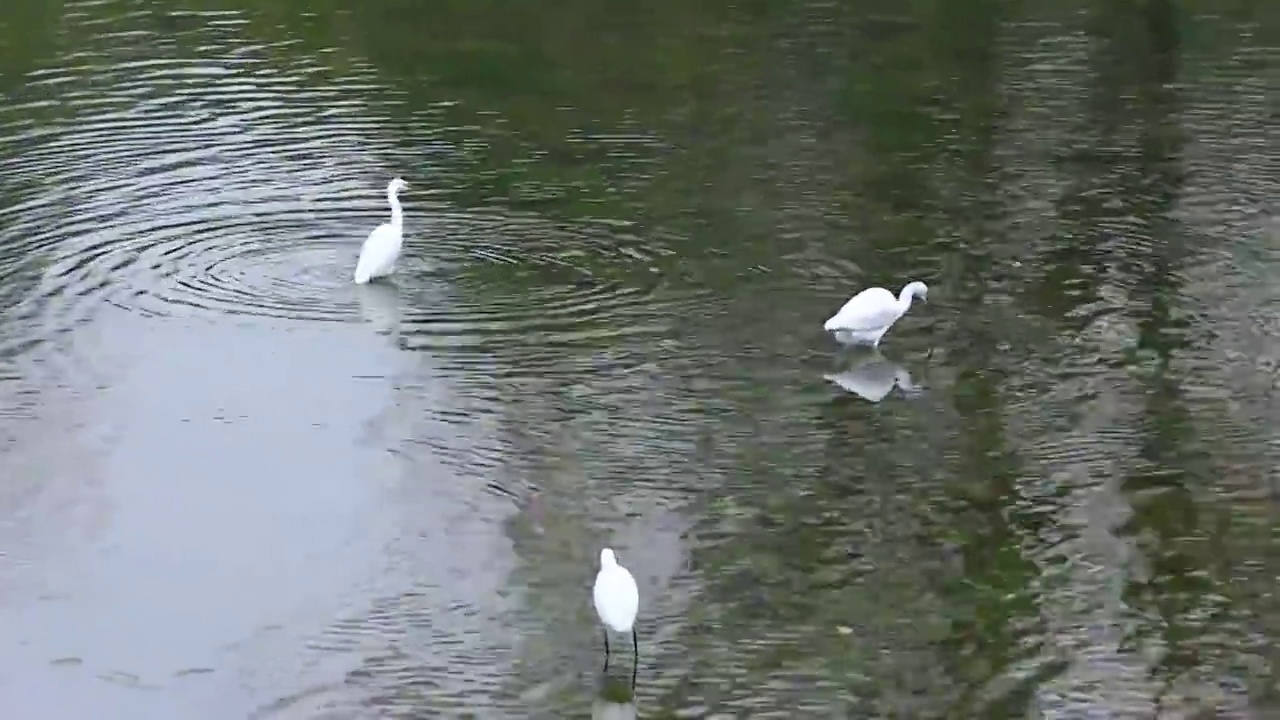 成都温江区江安河湿地白鹭捕食的场景视频素材