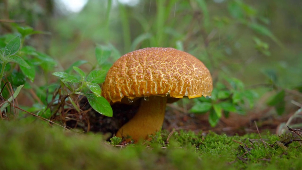 雨中的野生菌视频素材