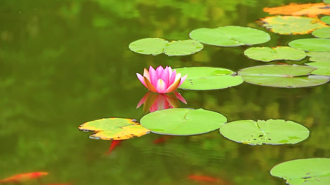 睡莲花开 池塘 绿叶 红色小鱼视频素材