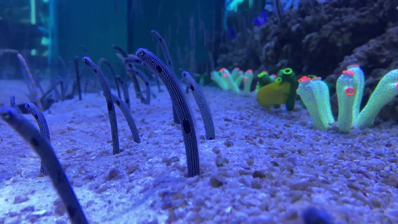 海洋生物：花园鳗视频素材