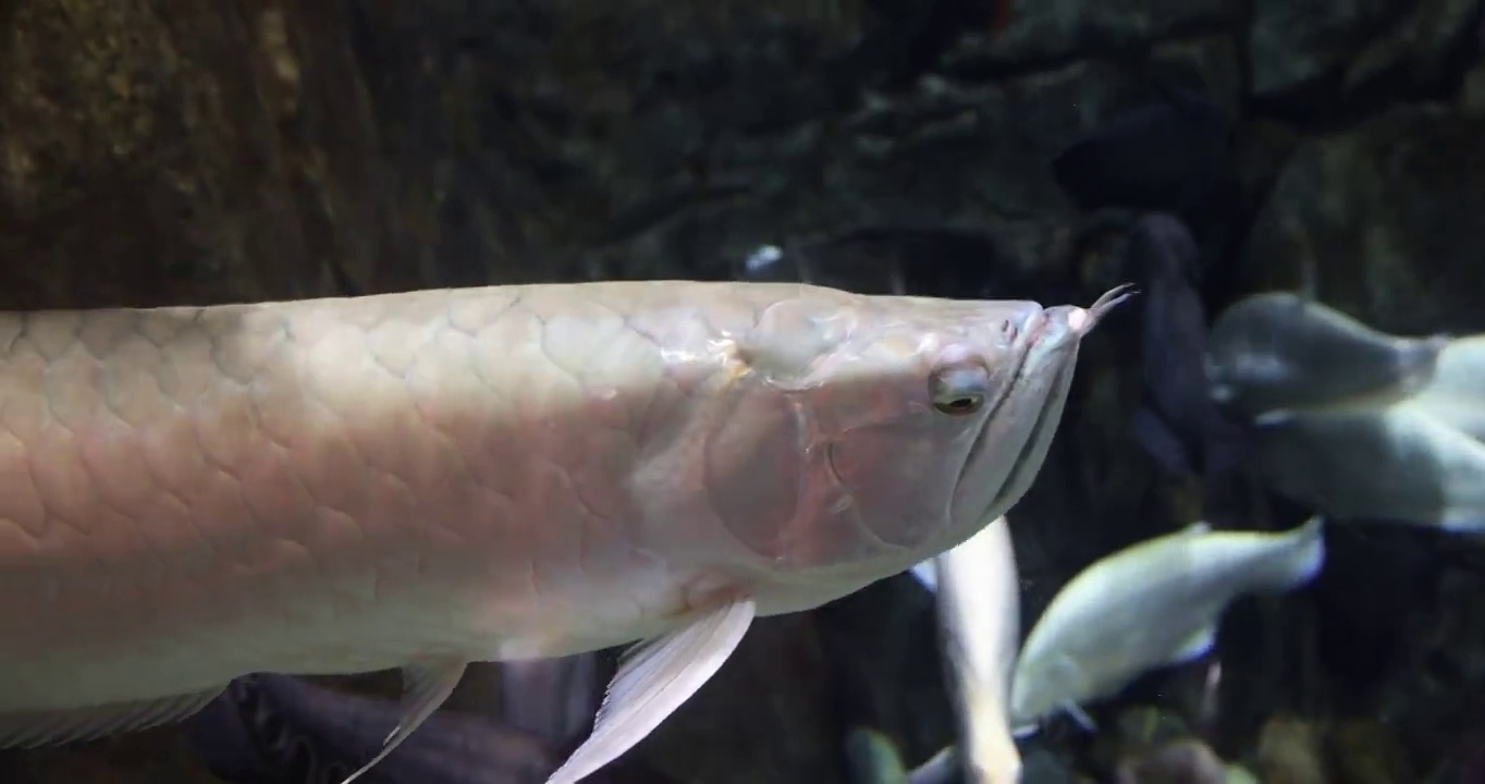 海洋生物：银龙鱼（双须骨舌鱼）视频素材