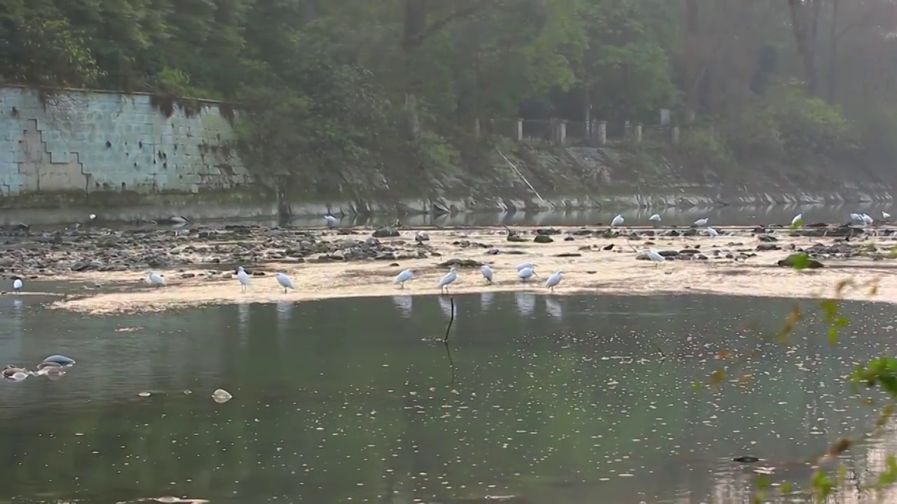 傍晚时分 江安河湿地 捕食的白鹭视频素材