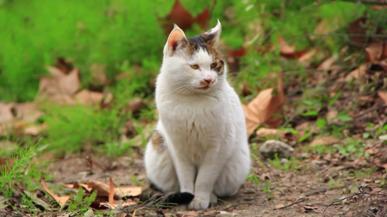 一只白色的肥猫特写视频素材