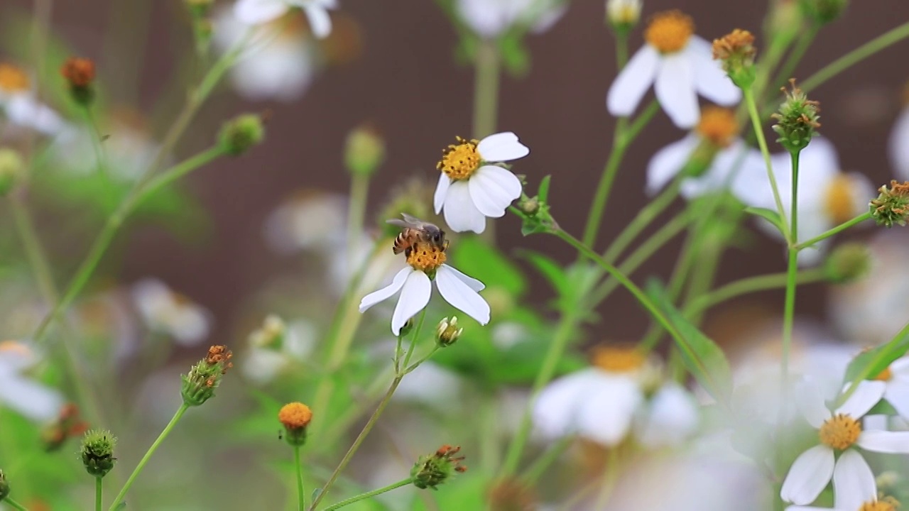 蜜蜂在花丛采蜜视频素材