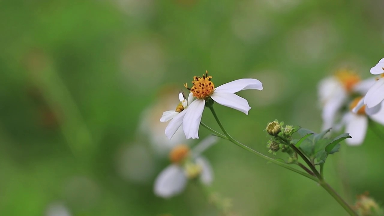 蜜蜂在花丛采蜜视频素材