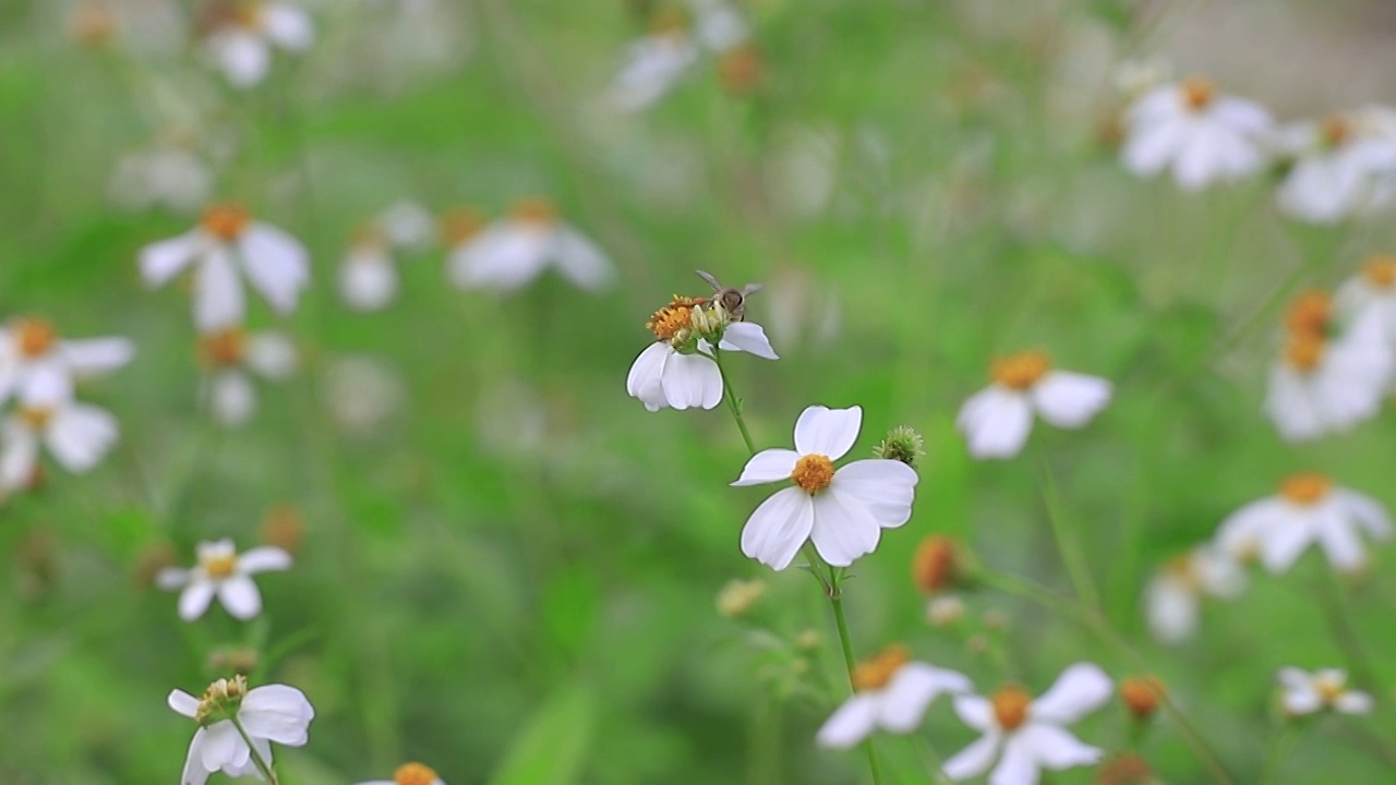 蜜蜂在花丛采蜜视频素材