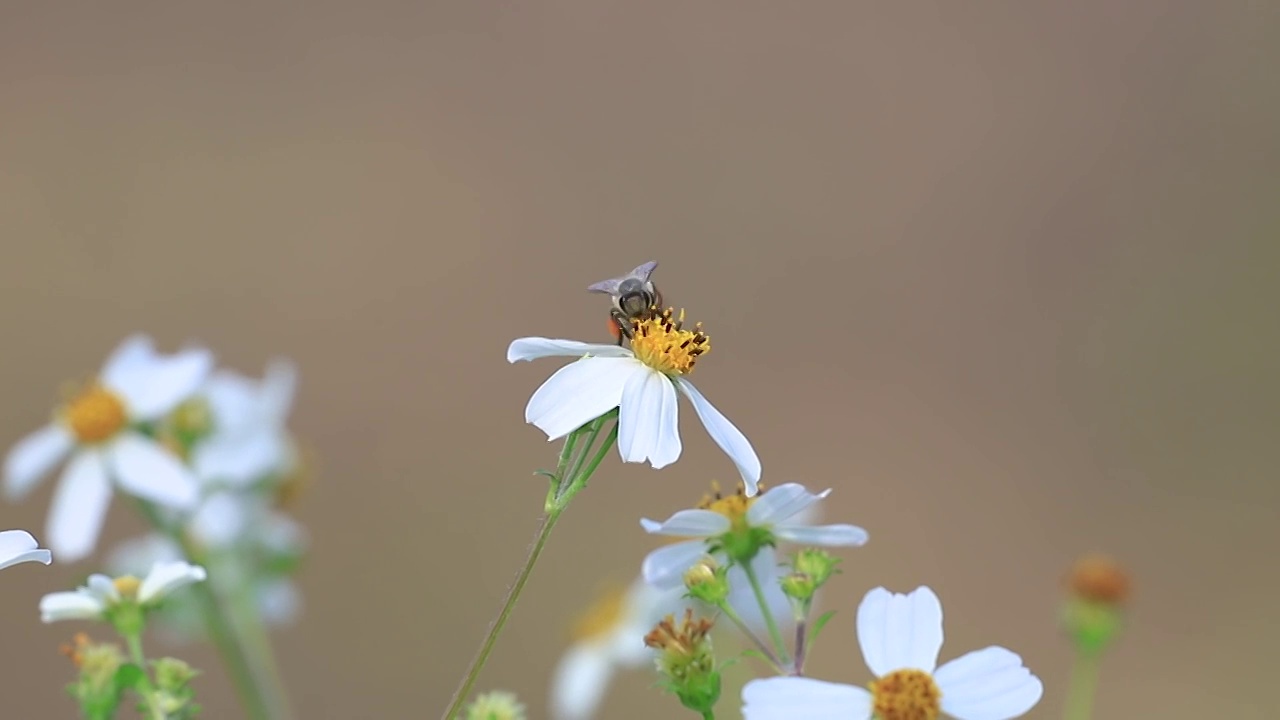 蜜蜂在花丛采蜜视频素材