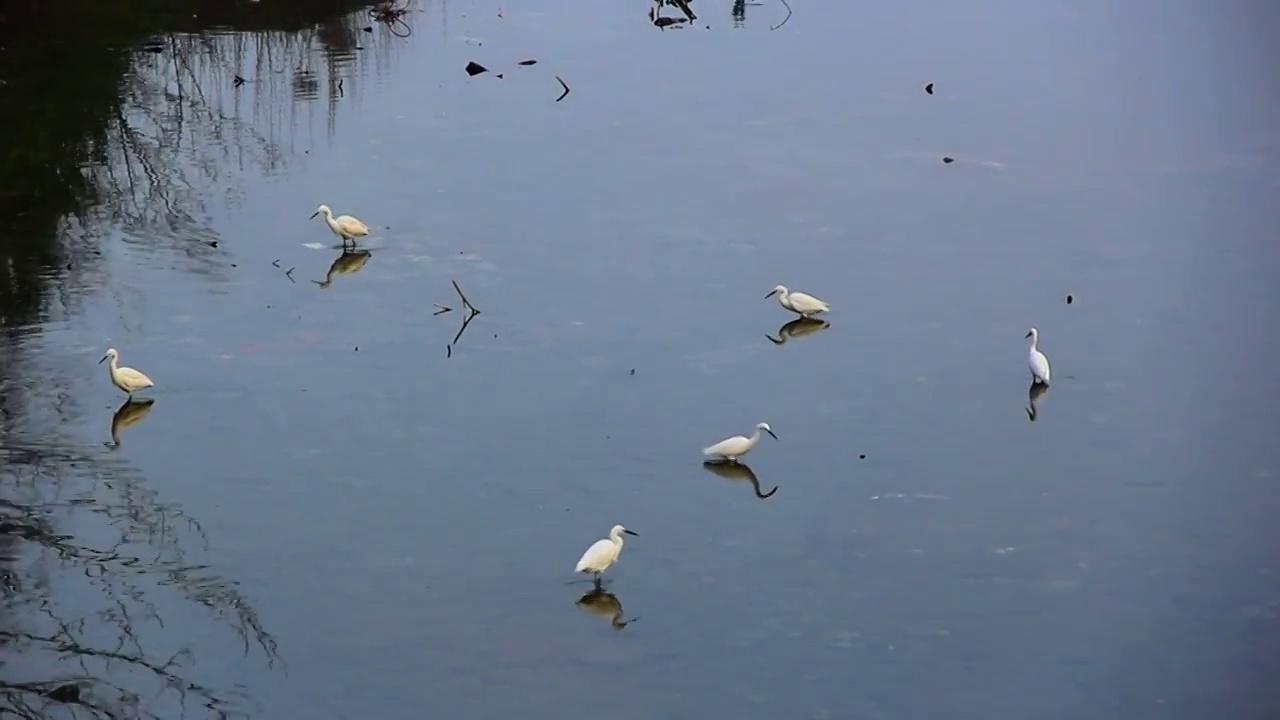 四川省成都市温江区江安河湿地傍晚捕食的白鹭视频素材