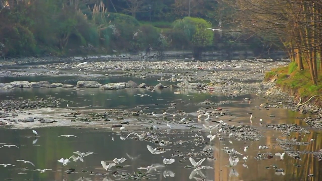 四川省成都市温江区江安河湿地傍晚捕食的白鹭视频素材