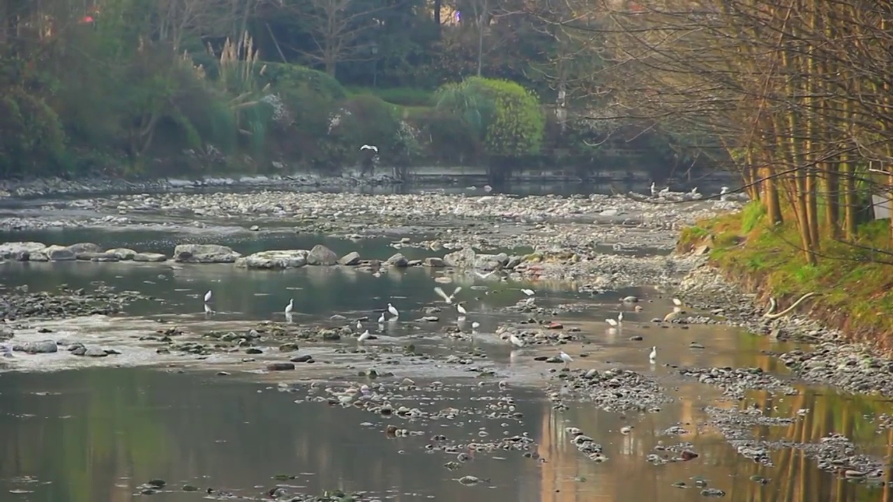 四川省成都市温江区江安河湿地傍晚捕食的白鹭视频素材