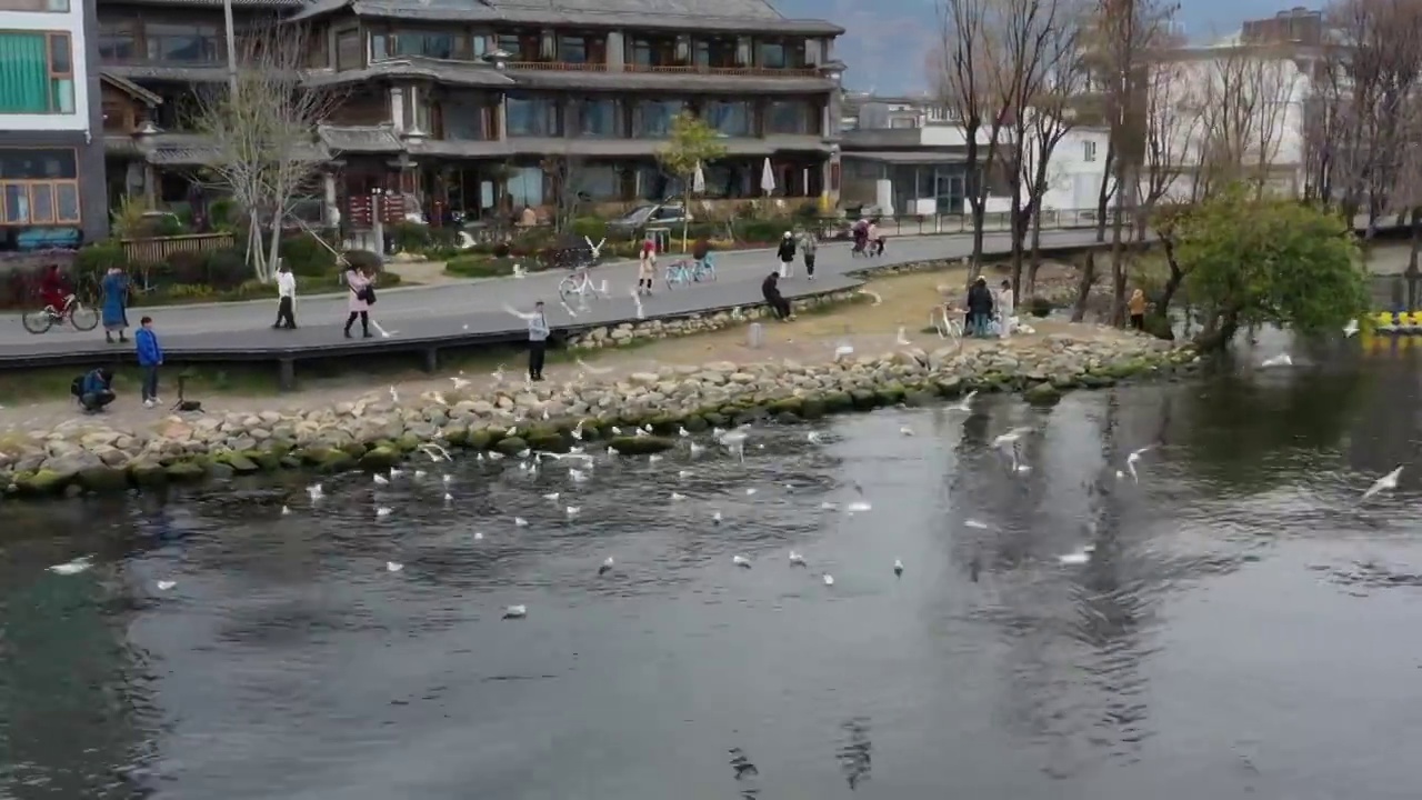 云南省大理市冬季洱海海鸥航拍风光视频素材