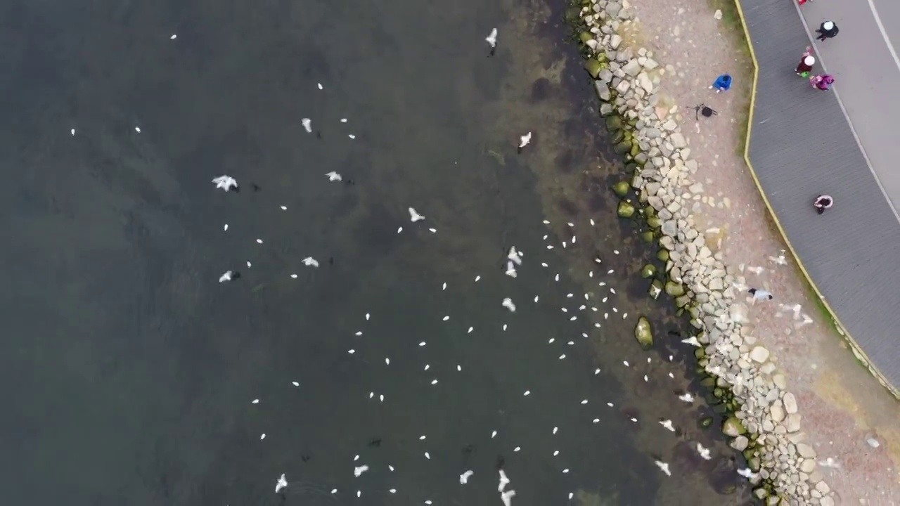 云南省大理市冬季洱海海鸥航拍风光视频素材