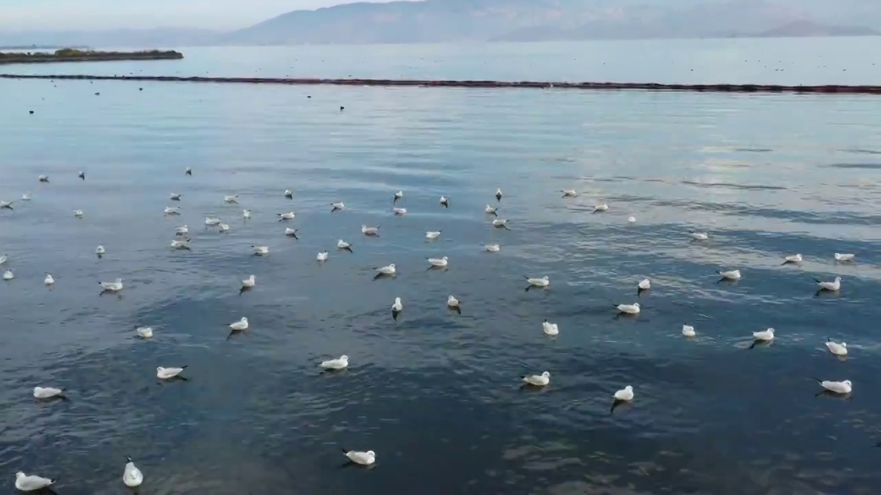 云南省大理市冬季洱海海鸥航拍风光视频素材