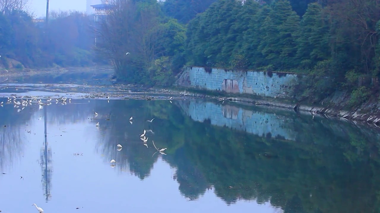 四川省成都市温江区江安河湿地傍晚捕食的白鹭视频素材