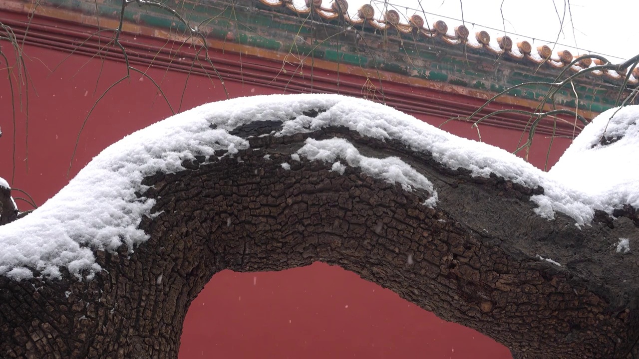 故宫御花园飞雪视频素材