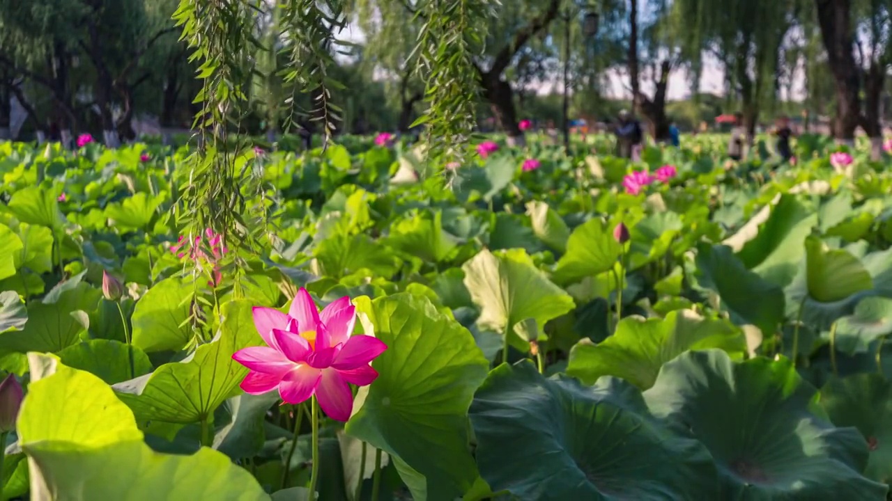 夏天的昆明大观楼延时摄影视频素材