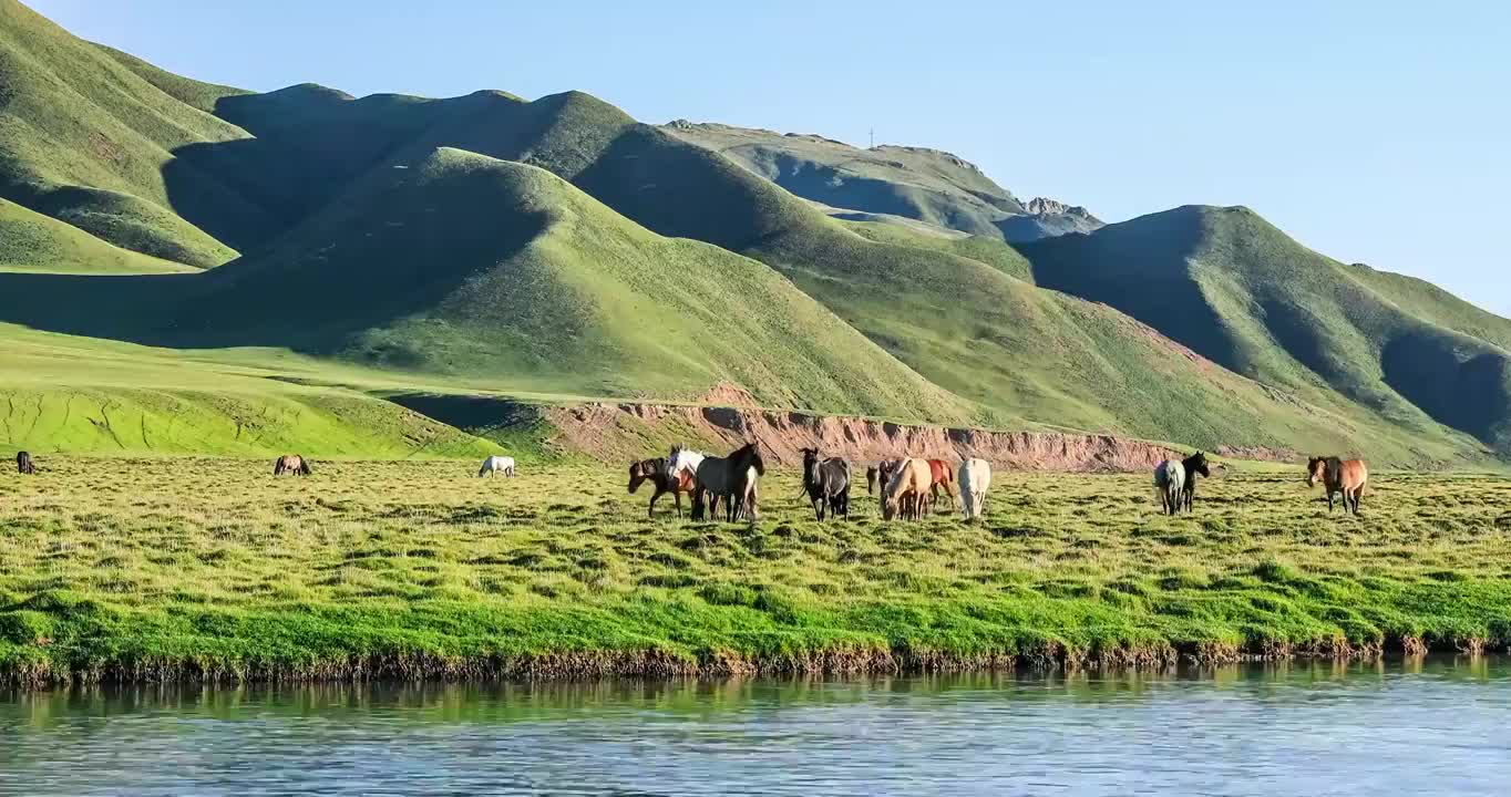 山脚下河边上吃草的马群在中国新疆草原视频素材