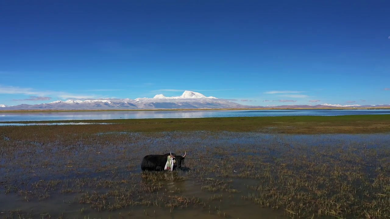 西藏神湖玛旁雍措视频素材