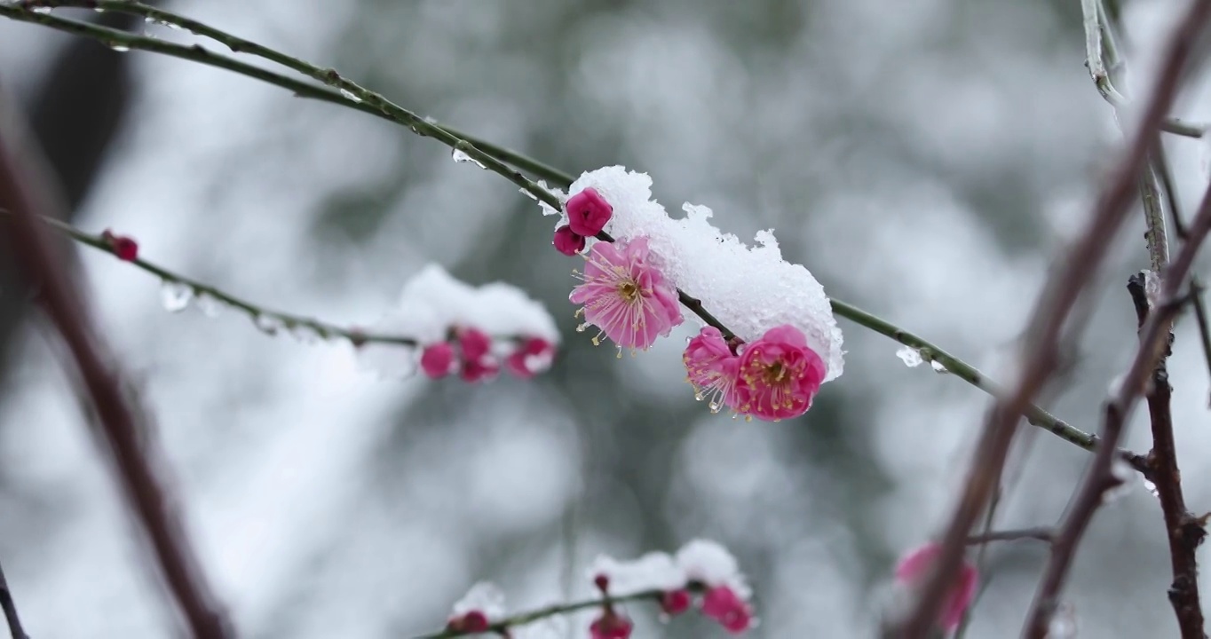 冬季大雪之下盛开的红梅视频素材