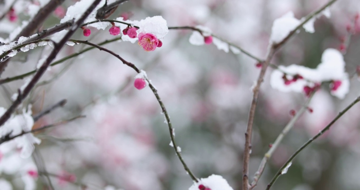 冬季大雪之下盛开的红梅视频素材