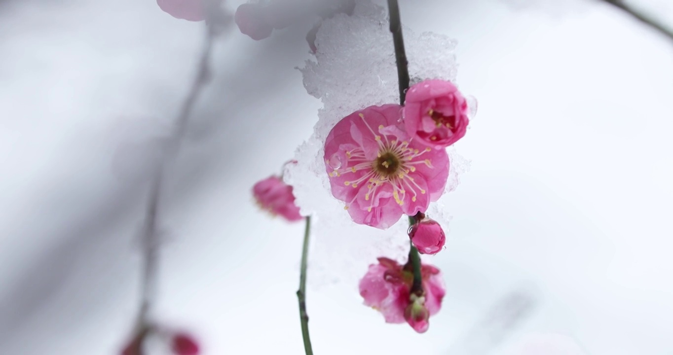 冬季大雪之下盛开的红梅视频素材